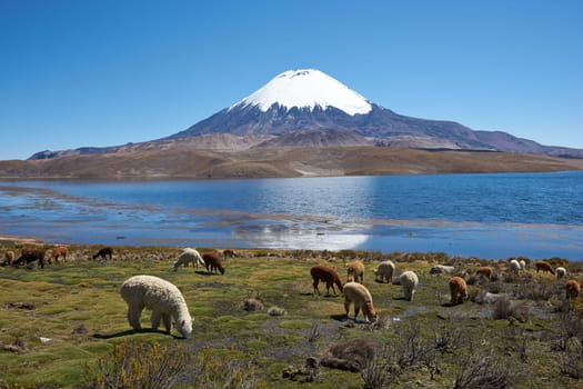 Alpaca's grazing on the shore of Lake Chungara at the base of Parinacota Volcano, 6,324m high, in the Altiplano of northern Chile.