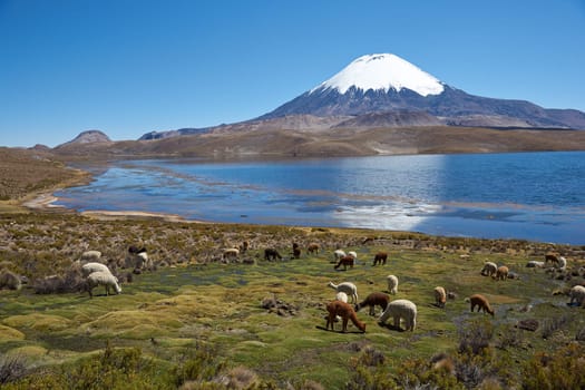 Alpaca's grazing on the shore of Lake Chungara at the base of Parinacota Volcano, 6,324m high, in the Altiplano of northern Chile.
