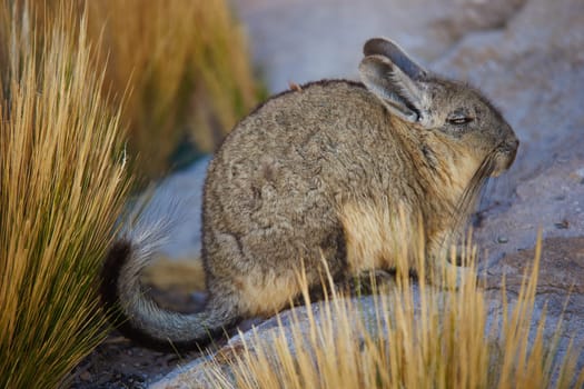 Mountain Viscacha (Lagidium viscasia) resting on a rock in Lauca National Park, northern Chile.
