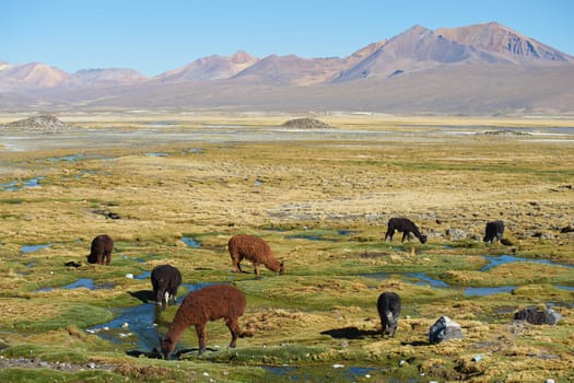 Alpaca grazing on course grass in the Altiplano of northern Chile.