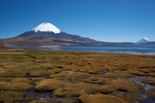 Snow capped Parinacota Volcano, 6,324m high, towering over Lake Chungara in the Altiplano of northern Chile.