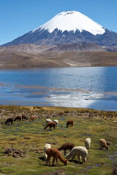 Alpaca's grazing on the shore of Lake Chungara at the base of Parinacota Volcano, 6,324m high, in the Altiplano of northern Chile.