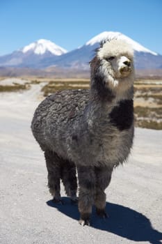 Alpaca in Lauca National Park, northern Chile. Alpaca are domesticated animals kept for their fine wool and meat.  In the background are the volcanoes Parinacota (6342m) and Pomerape (6240m).