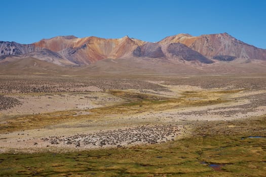 The altiplano, around 4,000 metres above sea level, in Lauca National Park, Chile. In the foreground is a wetland area containing course green grass known locally as a bofedal, beyond are the colouful slopes of a long extinct volcano.