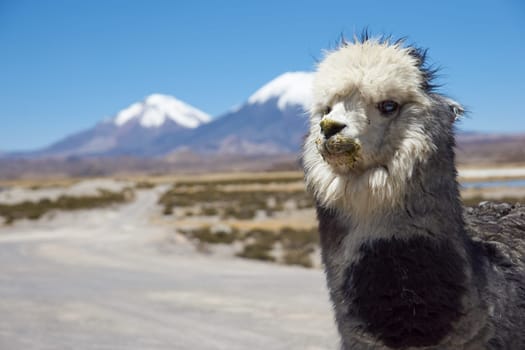 Alpaca in Lauca National Park, northern Chile. Alpaca are domesticated animals kept for their fine wool and meat.  In the background are the volcanoes Parinacota (6342m) and Pomerape (6240m).