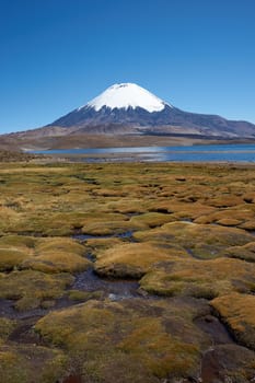 Snow capped Parinacota Volcano, 6,324m high, towering over Lake Chungara in the Altiplano of northern Chile.