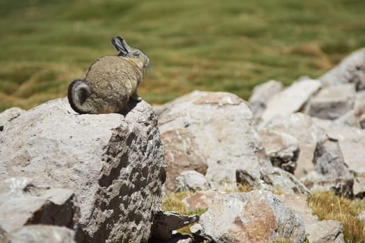 Mountain Viscacha (Lagidium viscasia) resting on a rock in Lauca National Park, northern Chile.