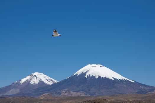 Andean Gull (Gaviota andina) flying in the clear blue sky of the altiplano in Lauca National Park, northern Chile. Snow and ice covered peaks of the volcanoes Parinacota (6342m) and Pomerape (6240m) beyond.