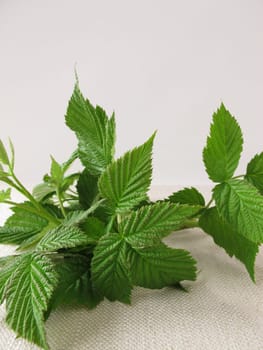 Raspberry leaves for raspberry leaf tea