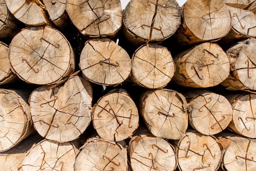 layered tree trunks