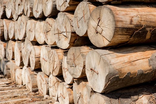layered tree trunks