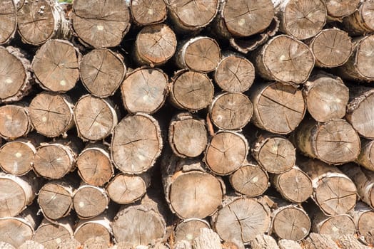 layered tree trunks