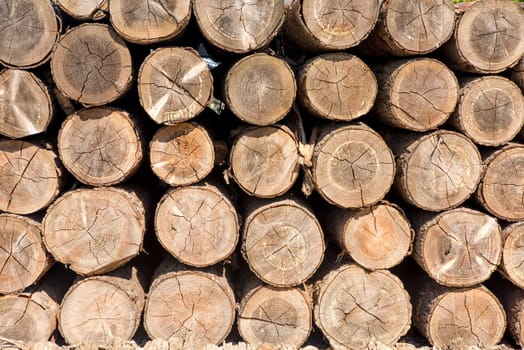 layered tree trunks