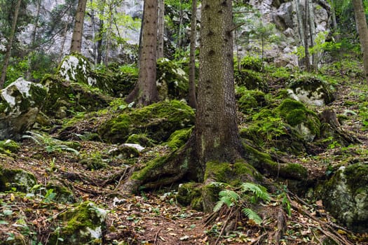 Forest,landscape with needlebuilding and moss-covered stones