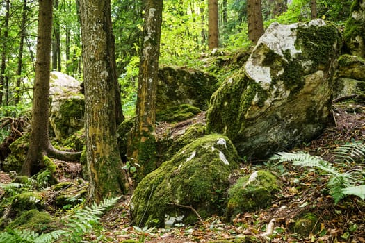 Forest,landscape with needlebuilding and moss-covered stones