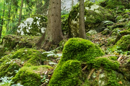 Forest,landscape with needlebuilding and moss-covered stones