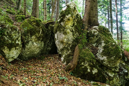 Forest,landscape with needlebuilding and moss-covered stones