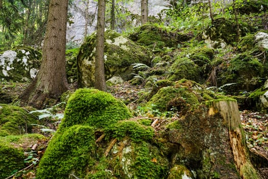 Forest,landscape with needlebuilding and moss-covered stones