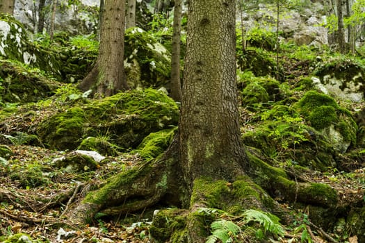 Forest,landscape with needlebuilding and moss-covered stones