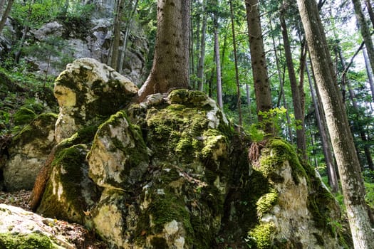 Forest,landscape with needlebuilding and moss-covered stones