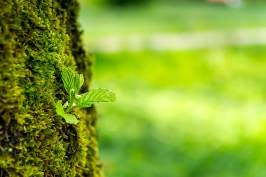 Moss on a tree.