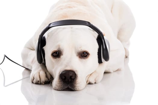 Beautiful labrador dog lying and listen music