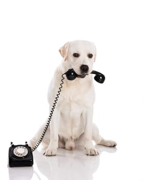 Beautiful labrador dog holdiing a phone .