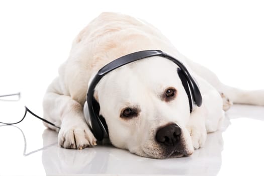 Beautiful labrador dog lying and listen music