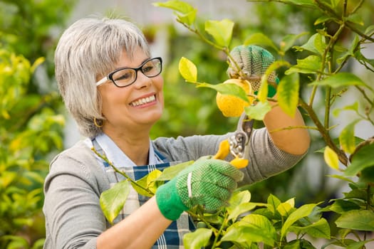 Beautiful mature woman gardening and looking at camera while smiling