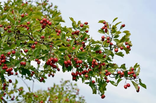 Hawthorn