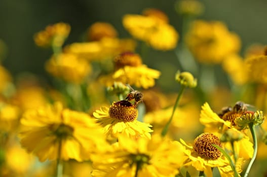 Honeybee on Sun Bride
