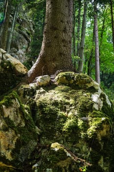 Forest,dreamlike landscape with conifer and moss-covered stones