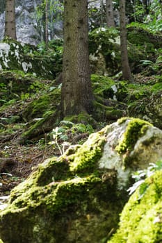 Forest,dreamlike landscape with conifer and moss-covered stones