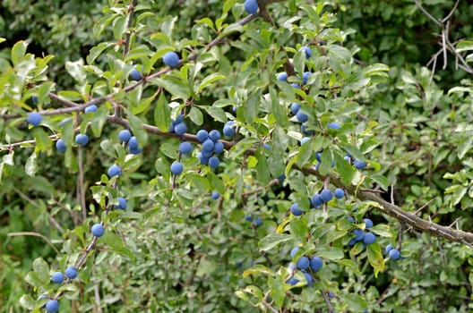 Blackthorn