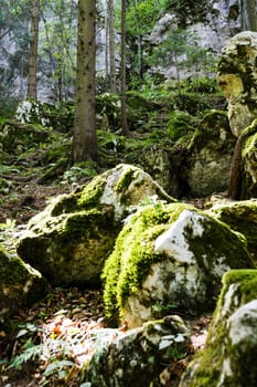 Forest,dreamlike landscape with conifer and moss-covered stones
