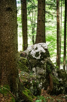 Forest,dreamlike landscape with conifer and moss-covered stones