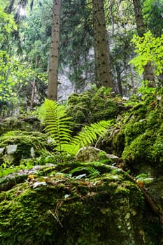 Forest,dreamlike landscape with conifer and moss-covered stones