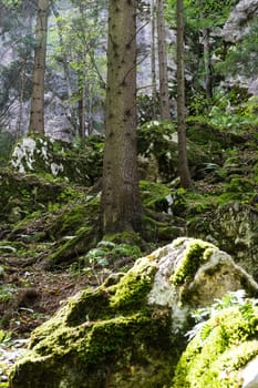 Forest,dreamlike landscape with conifer and moss-covered stones