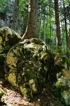 Forest,dreamlike landscape with conifer and moss-covered stones