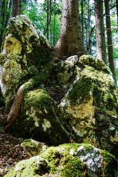 Forest,dreamlike landscape with conifer and moss-covered stones