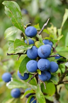 Blackthorn