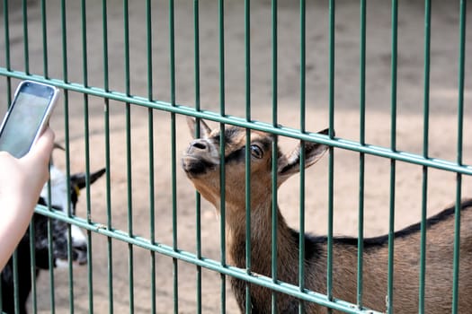 a goat in an animal park is photographed with a mobile phone
