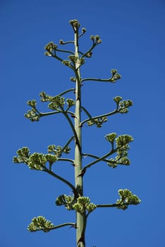 Agave Americana Flowers Inflorescence Tree Essential Oil Mexico USA Agaven