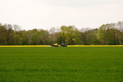 A tractor sprays a rapeseed field with chemical fertilizers.