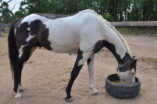 araber stallion paint