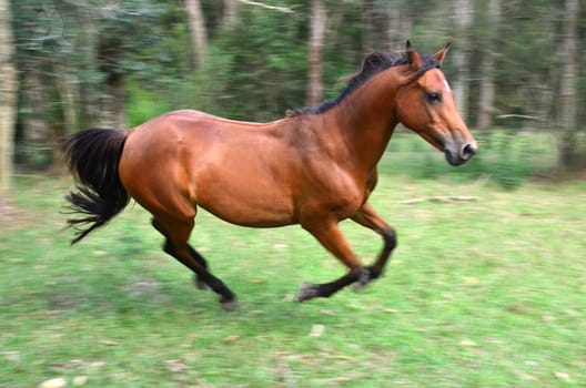 rosie galloping
