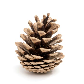 Perfect pine cone studio shot,isolated on white