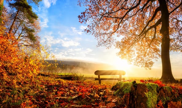 Autumn landscape with the sun warmly illumining a bench under a tree,lots of gold leaves and blue sky