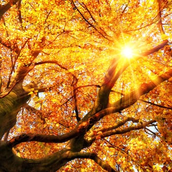 The autumn sun beautifully shining through the branches of a beech tree in vivid gold color