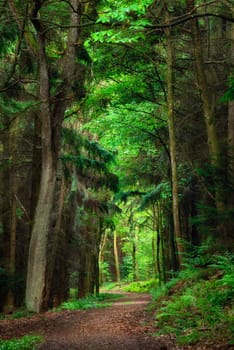 Dreamy scene in the forest with a special lighting atmosphere,portrait